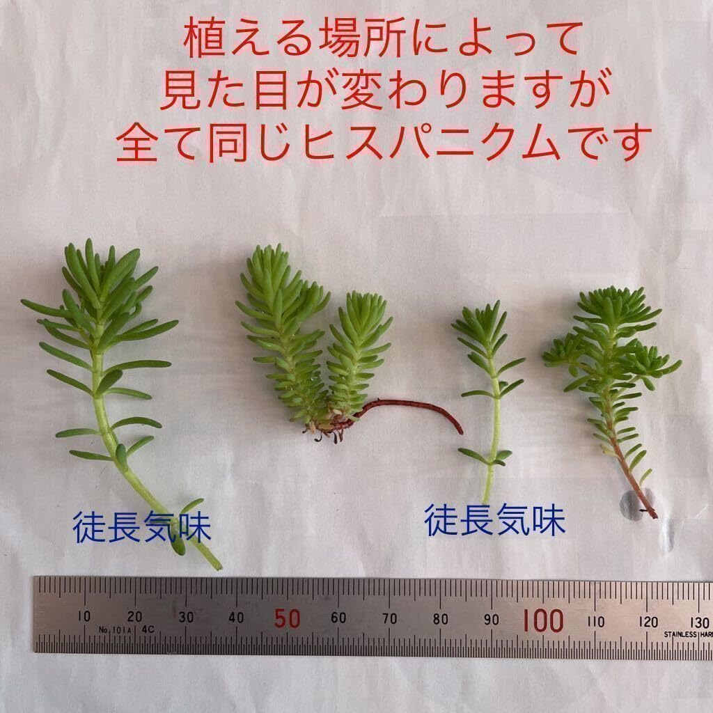 Amazon.co.jp: 1本〜ヒスパニクム セダム 多肉植物 初心者向け